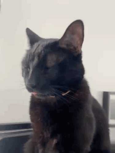 A Black Cat Is Sitting On A Table With Its Tongue Hanging Out . GIF