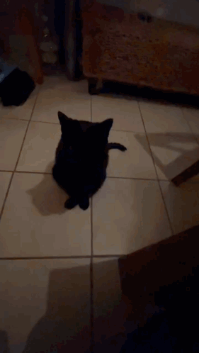 A Black Cat Is Sitting On A Tiled Floor Looking At The Camera GIF