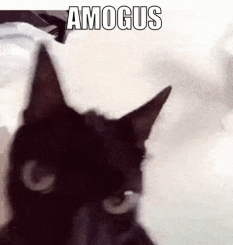 A Black Cat Is Sitting On A White Blanket With The Word Amogus Written On It . GIF