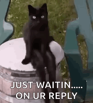 A Black Cat Is Sitting On Top Of A Wooden Barrel And Waiting For A Reply . GIF