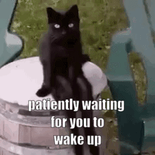 A Black Cat Is Sitting On Top Of A Wooden Bucket . GIF