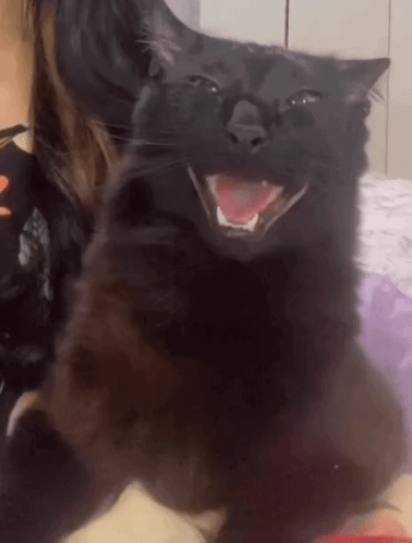 A Black Cat Is Smiling With Its Mouth Open GIF