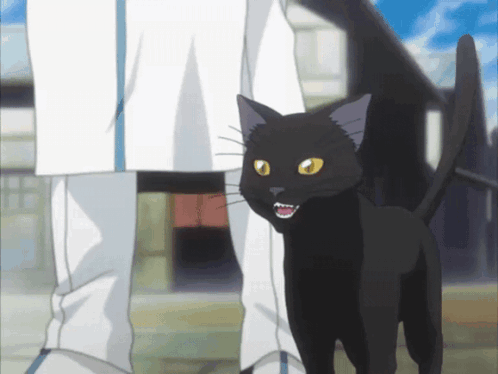 A Black Cat Is Standing Next To A Person In White Pants GIF