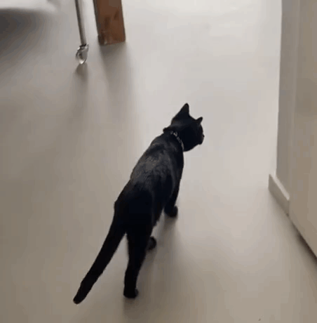 A Black Cat Is Walking Across A White Floor . GIF