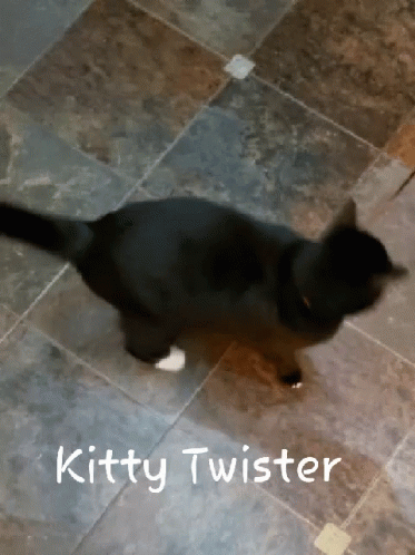 A Black Cat Is Walking On A Tiled Floor With The Words Kitty Twister Written On The Bottom GIF