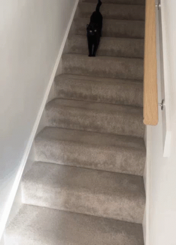 A Black Cat Is Walking Up A Set Of Carpeted Stairs GIF