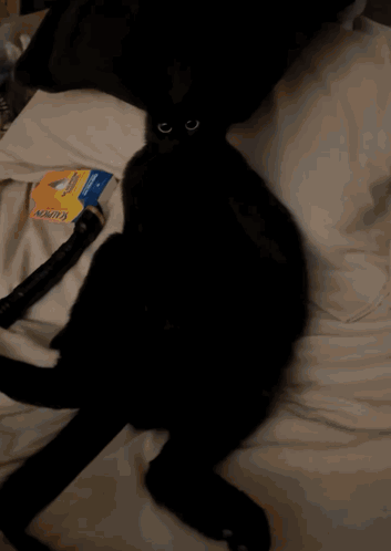 A Black Cat Laying On A Bed Next To A Hose That Says Kink On It GIF