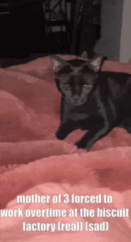 A Black Cat Laying On A Bed With A Caption That Says Mother Of 3 Forced To Work Overtime At The Biscuit Factory GIF