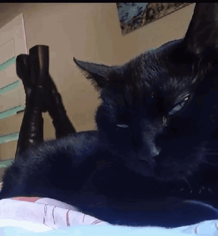 A Black Cat Laying On A Bed With A Pair Of Boots On Its Legs GIF