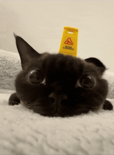 A Black Cat Laying On A Bed With A Yellow Sign On Its Head That Says Do Not Walk On Wet Floors GIF