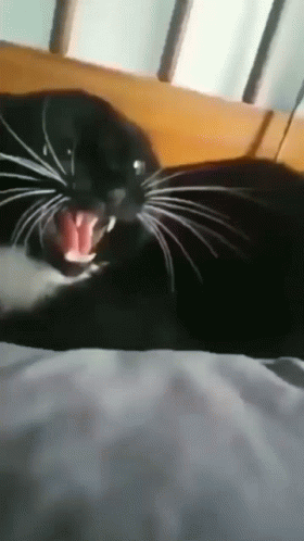 A Black Cat Laying On A Bed With Its Mouth Wide Open GIF