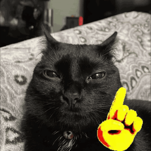 A Black Cat Laying On A Couch With A Yellow Finger Pointing Up GIF