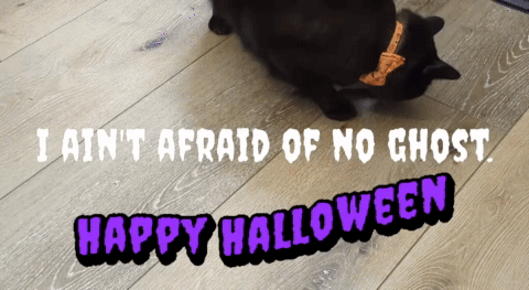A Black Cat Laying On A Wooden Floor With The Words " I Ain 'T Afraid Of No Ghost " GIF