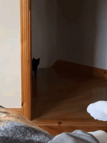 A Black Cat Peeking Out From Behind A Wooden Door GIF