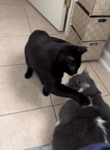 A Black Cat Playing With A Gray Cat On A Tile Floor GIF