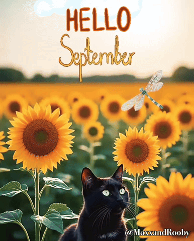 a black cat sits in a field of sunflowers with the words hello september written above it