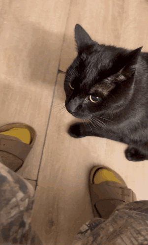 A Black Cat Standing Next To A Person 'S Feet Wearing Yellow Sandals GIF