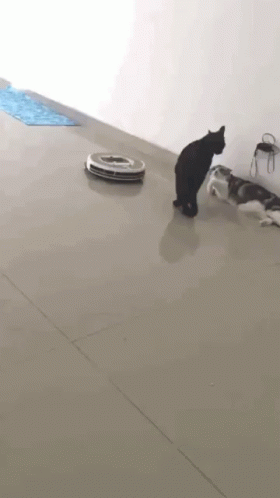 A Black Cat Standing Next To A Robot Vacuum Cleaner GIF