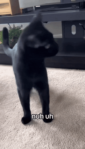 A Black Cat Standing On Its Hind Legs With The Words Nuh Uh Written On Its Paws GIF
