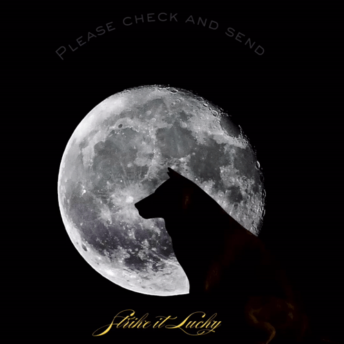 A Black Cat Stands In Front Of A Full Moon With The Words Please Check And Send Closed GIF