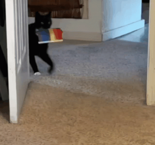 A Black Cat Walking Through A Doorway With A Book In Its Mouth GIF