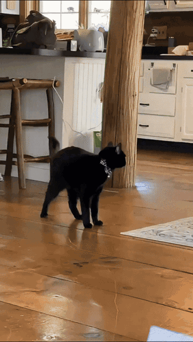 A Black Cat Wearing A Collar Is Walking On A Wooden Floor In A Kitchen GIF