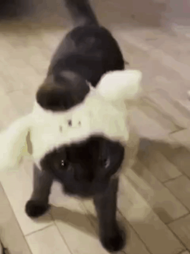 A Black Cat Wearing A White Hat And Ears Is Walking On A Tiled Floor . GIF