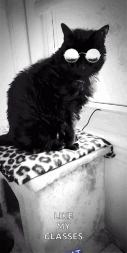 A Black Cat Wearing Round Glasses Sits On A Blanket With The Words Like My Glasses Below It GIF