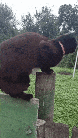 A Black Cat With A Red Collar Stands On A Green Fence Post GIF