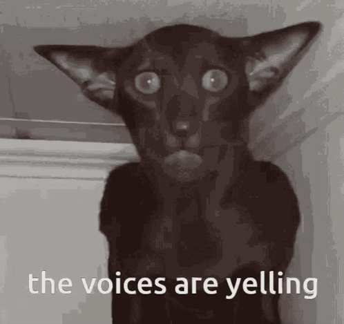 A Black Cat With A Surprised Look On Its Face And The Words `` The Voices Are Yelling '' Below It . GIF