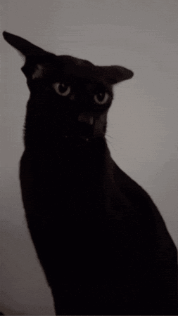 A Black Cat With A White Background Is Looking At The Camera GIF