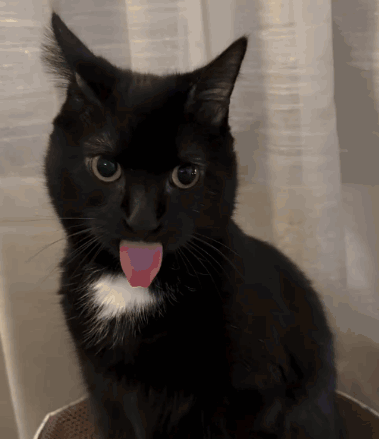 A Black Cat With A White Spot On Its Chest Is Sticking Its Tongue Out GIF