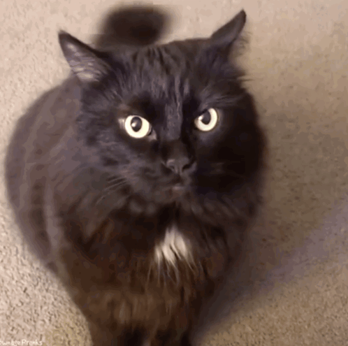 A Black Cat With A White Stripe On Its Chest GIF