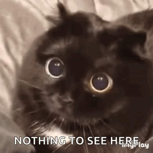 A Black Cat With Big Eyes Is Looking At The Camera With The Words `` Nothing To See Here '' . GIF