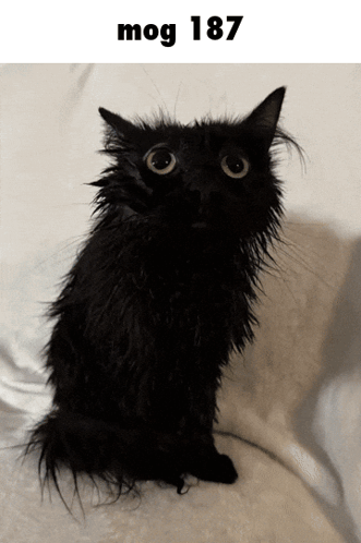 A Black Cat With Big Eyes Is Sitting On A White Blanket With The Number 187 Above It GIF
