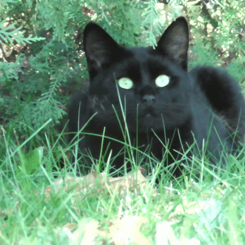 A Black Cat With Green Eyes Is Laying In The Grass Looking At The Camera GIF