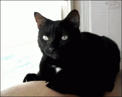 A Black Cat With Green Eyes Is Laying On A Person 'S Lap . GIF