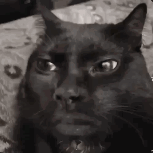 A Black Cat With Horns Is Sitting On A Couch And Looking At The Camera In A Black And White Photo . GIF