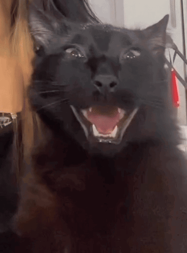 A Black Cat With Its Mouth Open And Its Tongue Out GIF