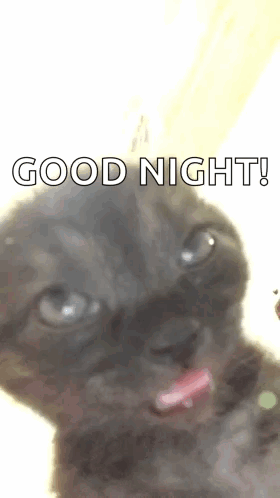 A Black Cat With Its Tongue Out And The Words `` Good Night '' Written On It . GIF