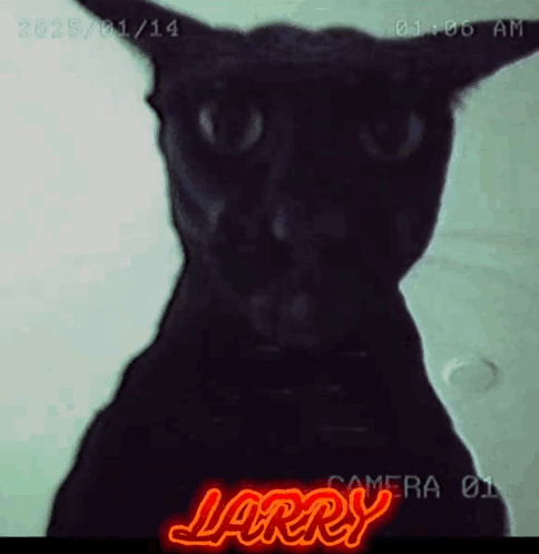 A Black Cat With The Name Larry Written In Red GIF