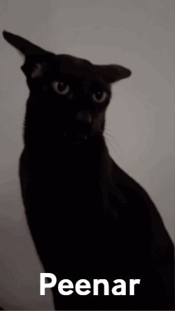 A Black Cat With The Word Peenar On The Bottom GIF