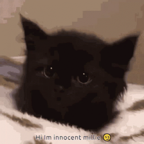 A Black Cat With The Words Hi Im Innocent Millie On The Bottom GIF