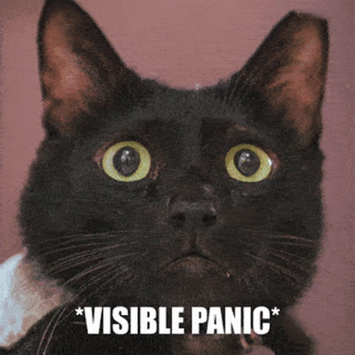A Black Cat With Visible Panic Written On It GIF