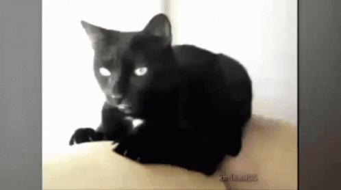 A Black Cat With White Eyes Is Laying Down On A Couch With A Watermark That Says Krulram128 GIF