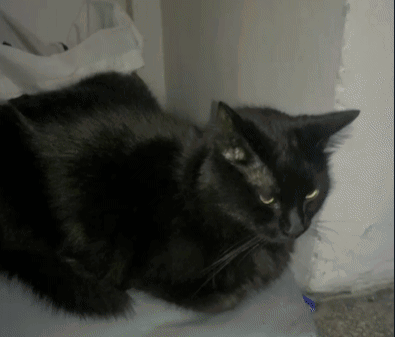 A Black Cat With Yellow Eyes Is Laying Down On A Bed GIF