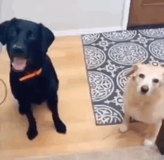 A Black Dog And A White Dog Are Sitting Next To Each Other On A Wooden Floor . GIF