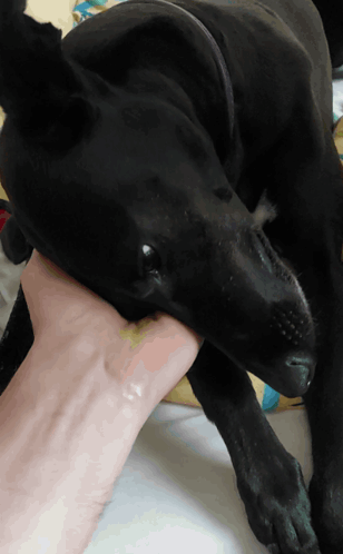 A Black Dog Biting A Person 'S Wrist While Laying Down GIF