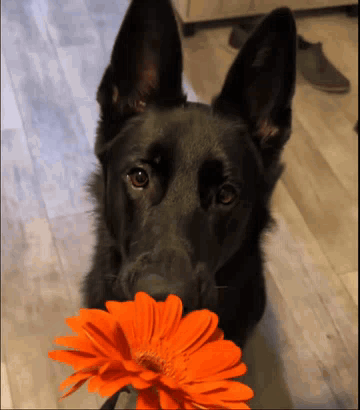 A Black Dog Holds A Flower In Its Mouth GIF