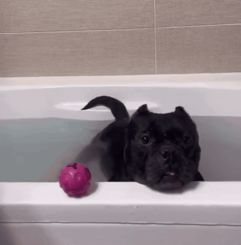 A Black Dog In A Bathtub With A Pink Ball On The Edge GIF